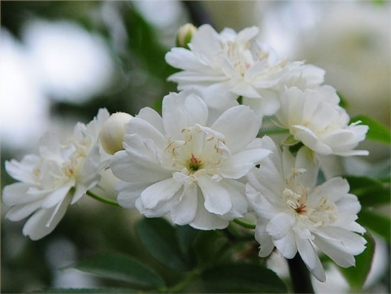 木香花几月种植?木香花种植方法