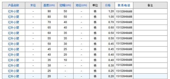 红叶小檗