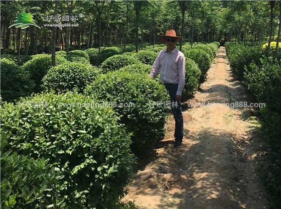 大叶黄杨球种植基地