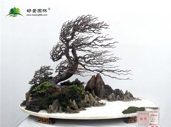 花木节-精品盆景展 (5)