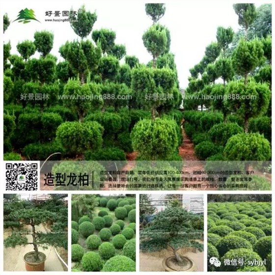 造型类