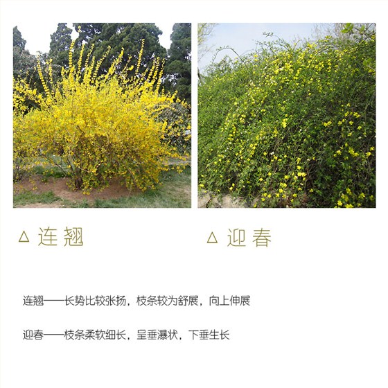 连翘和迎春花区别 (2)
