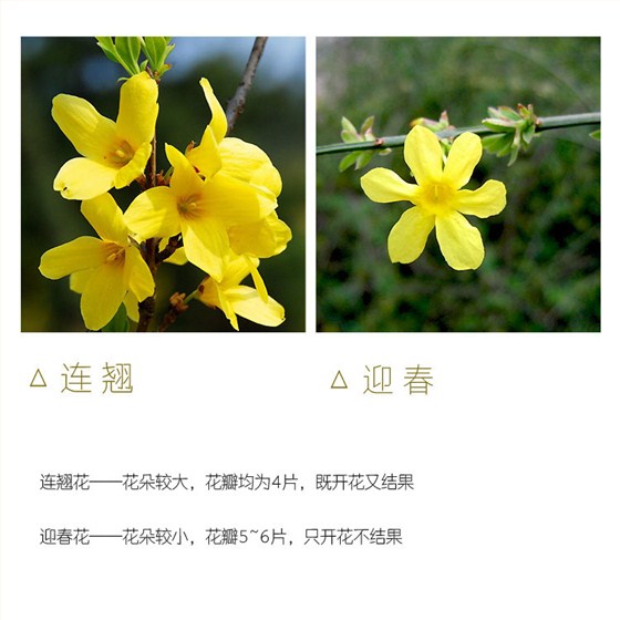 连翘和迎春花区别 (4)