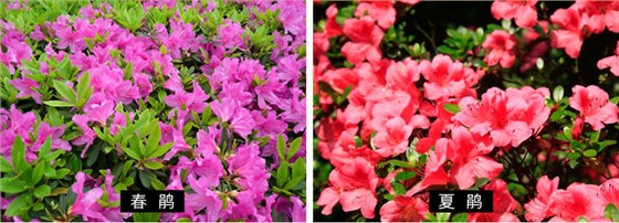 春鹃与夏鹃区别 (1) 春鹃与夏鹃区别 (1)
