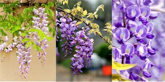 紫藤花的寓意是什么？