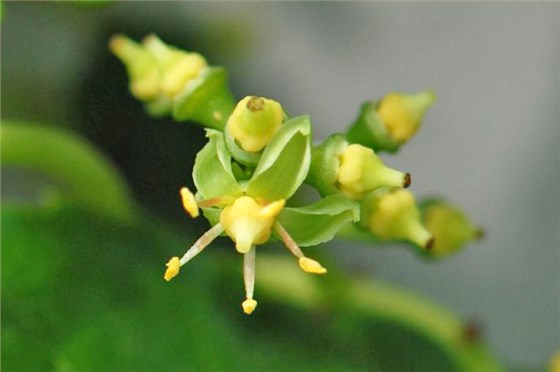 爬山虎会开花吗？开什么颜色的花？