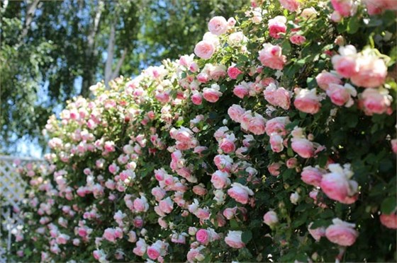 藤本月季花