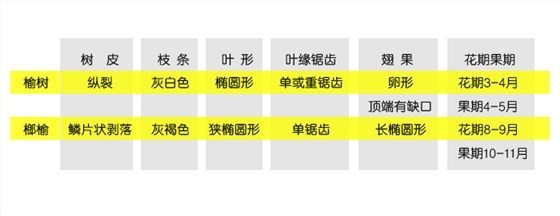 榔榆树与榆树的区别