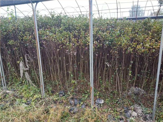 紫薇小苗