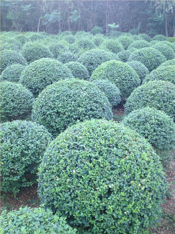 水蜡球