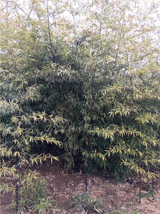 紫竹 