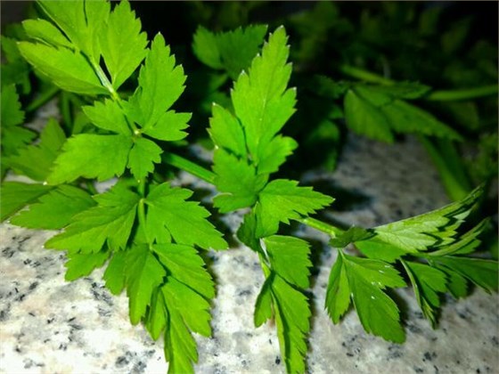 水芹