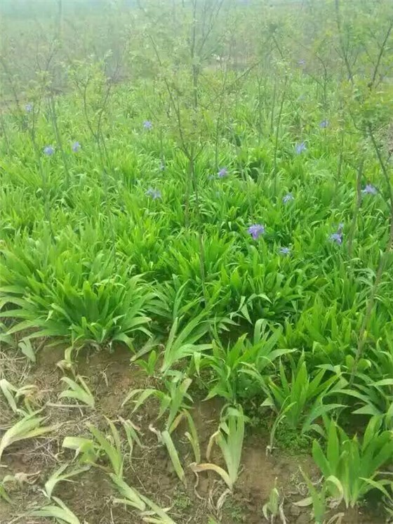 水生鸢尾