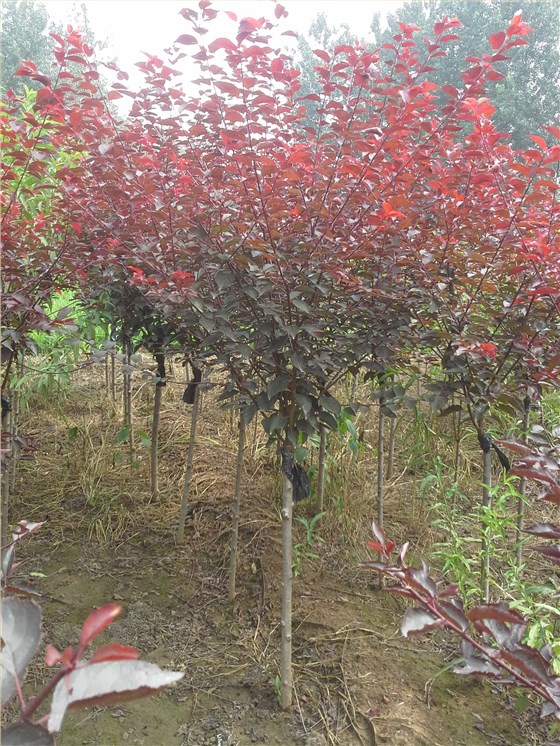 紫叶矮樱