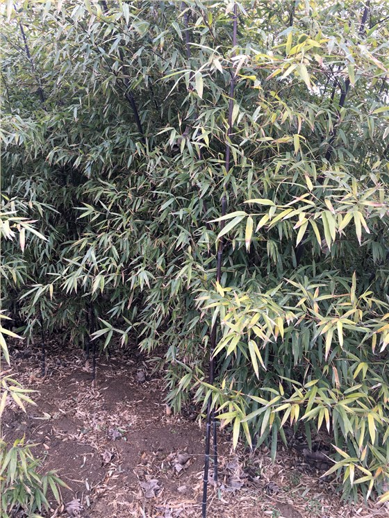 紫竹 