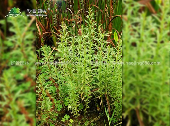 水蜡烛 (1)