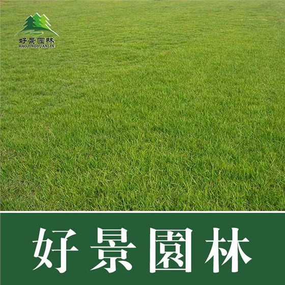 中华结缕草