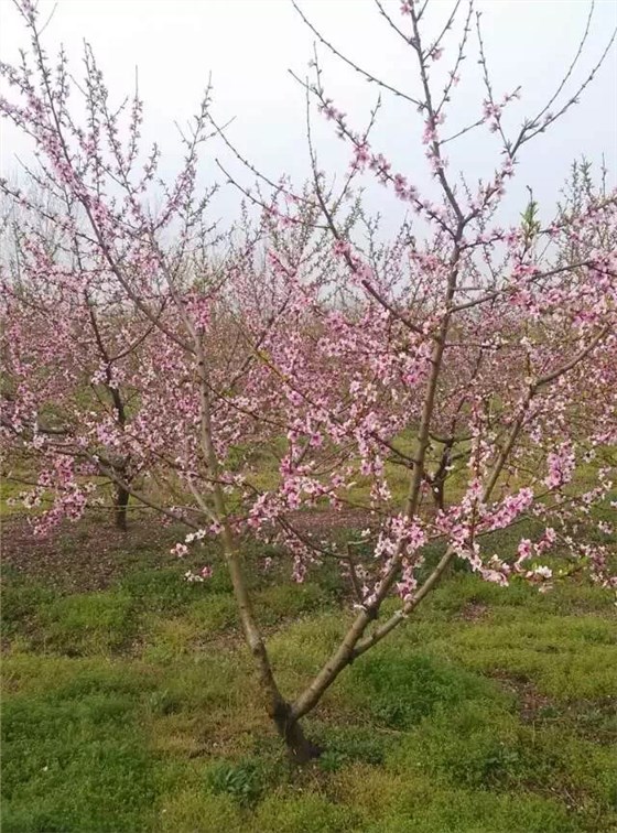 种植山桃树的最佳季节?