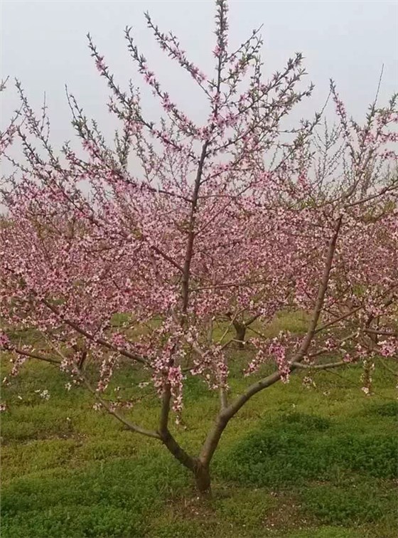 桃树 