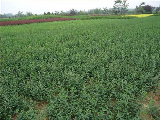 大叶扶芳藤 大叶扶芳藤