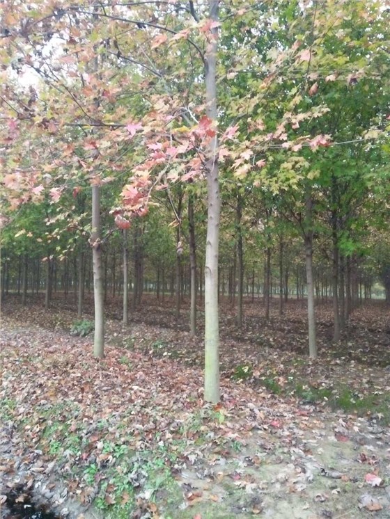 红枫
