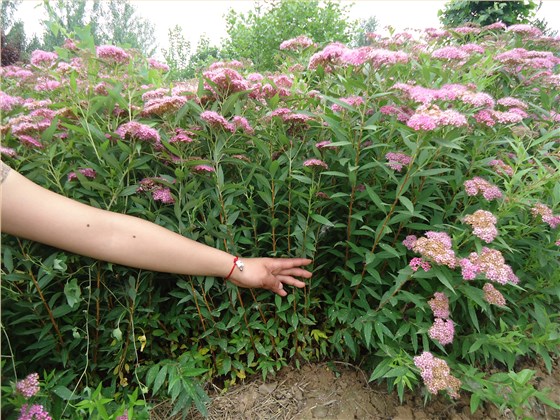 红花绣线菊