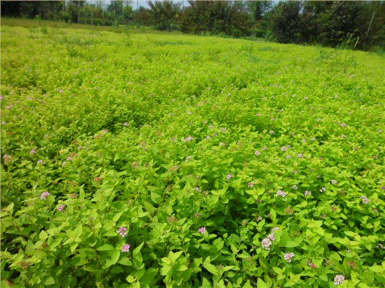 金山绣线菊