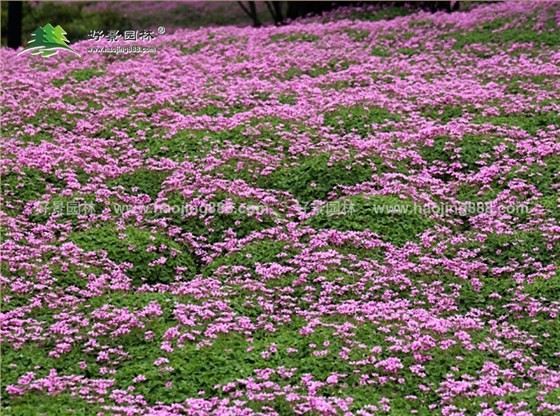 红花杂酱草 红花草