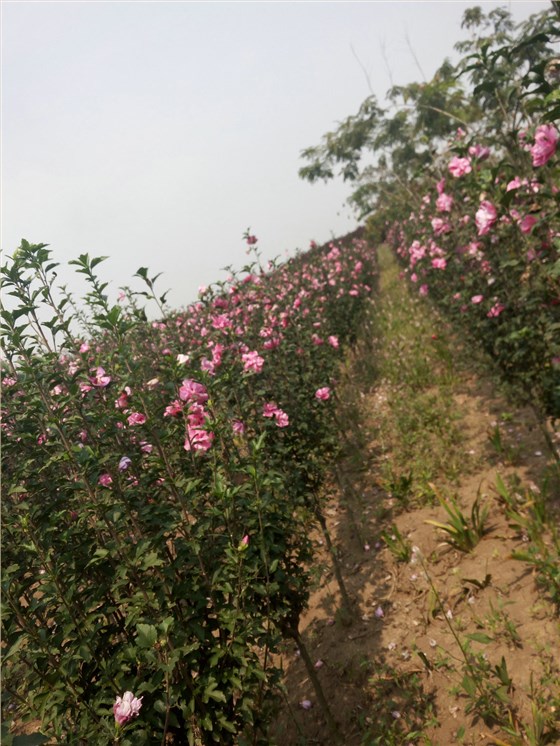 木槿花