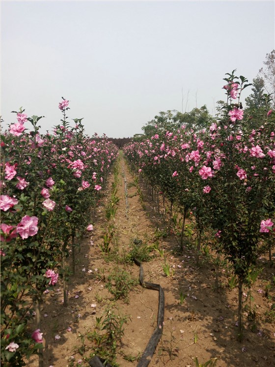 木槿 