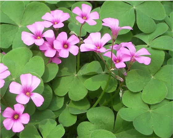 红花草
