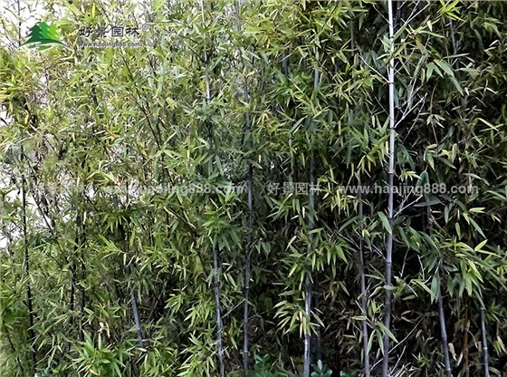 紫竹 