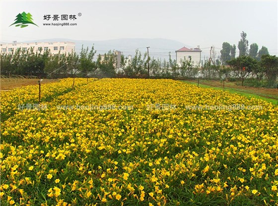 金娃娃萱草