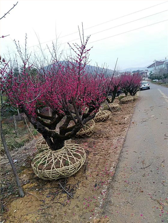梅花