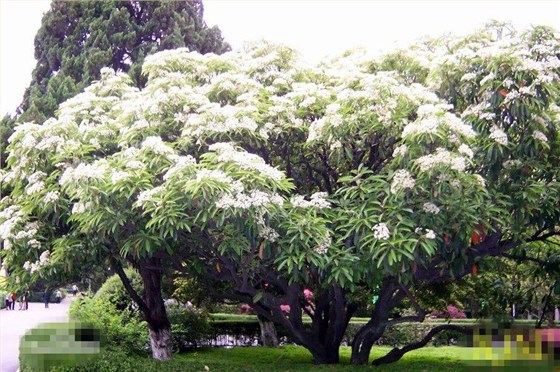 椤木石楠