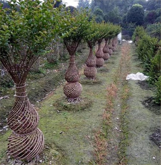 夏秋少花季节开花,树干屈曲光滑,柔韧性很好,因此紫薇成为制作造型的