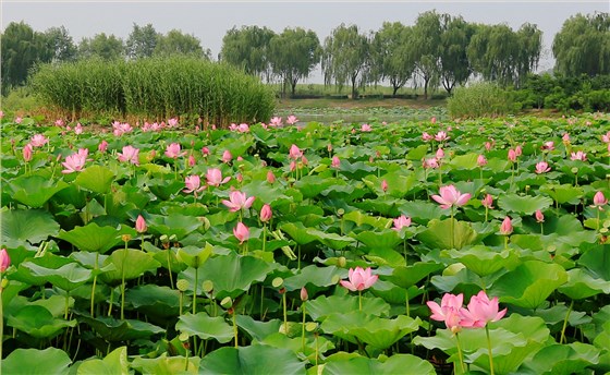 水生花卉