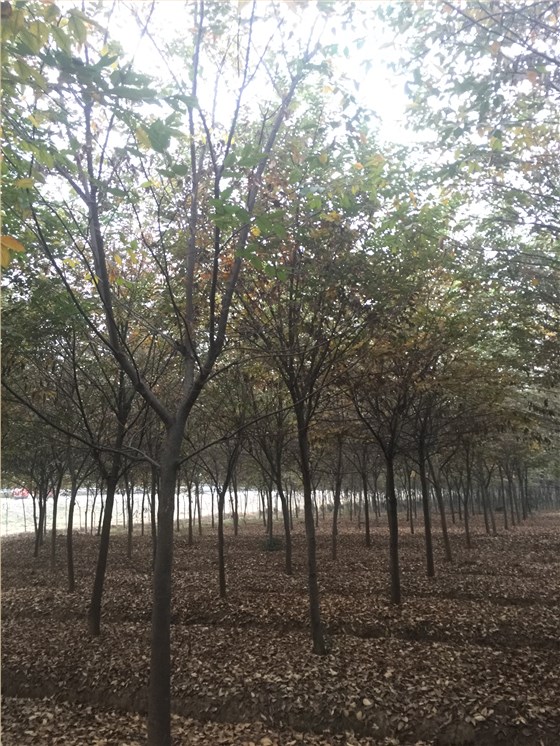 目前市场上红榉树价格预测