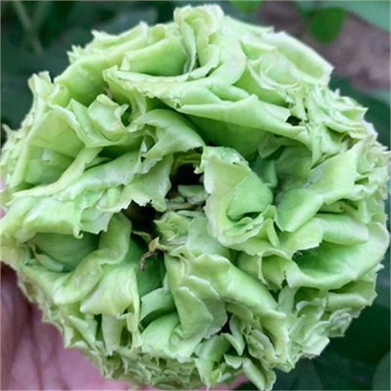 牡丹 牡丹