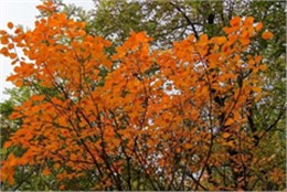 黄栌