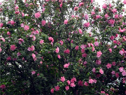 红花木槿