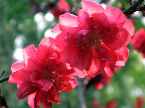 红叶桃