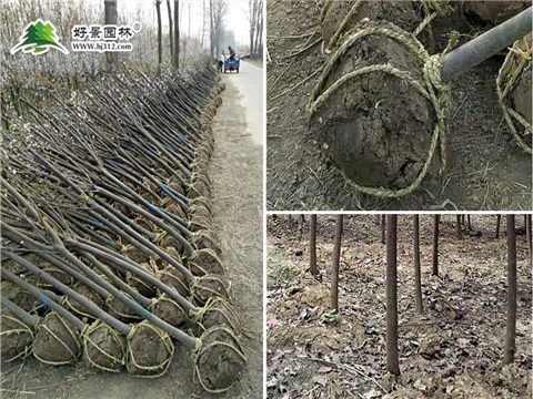 紫叶李