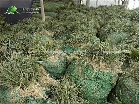 阔叶麦冬