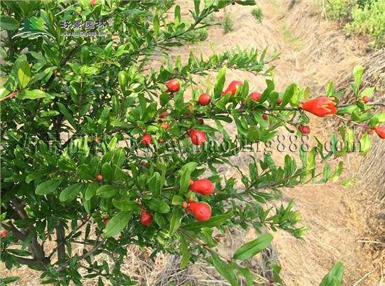 花石榴种植基地