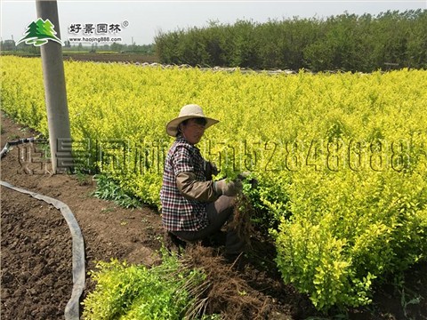 黄叶女贞