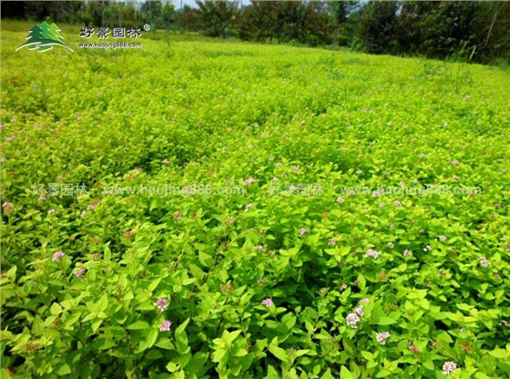 金山绣线菊 