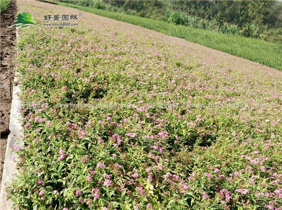 金焰绣线菊 (8) 金焰绣线菊 (8)