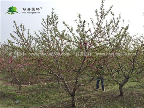 寿星桃