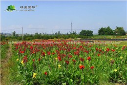 美人蕉